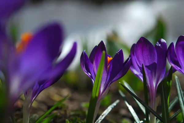 Frühlingsblühende Krokusse Die Ersten Blüten Des Frühlings — Stockfoto