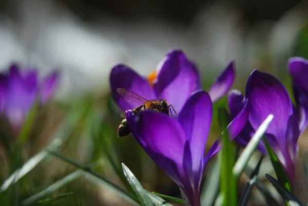 Frühlingsblühende Krokusse Die Ersten Blüten Des Frühlings — Stockfoto