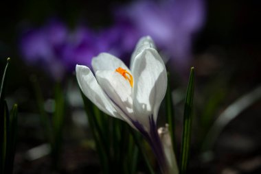 Yumuşak bir arka planda beyaz krukus ile bahar geldi.
