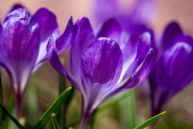 renk çiğdem çiçeği yakın çekim