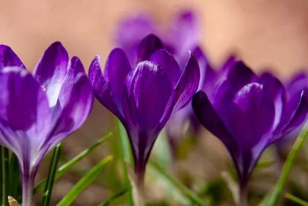 Close Color Crocus Flower — Stock Photo, Image