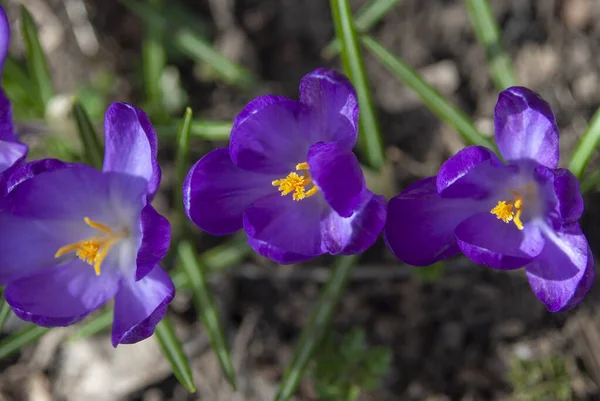 Gros Plan Fleur Crocus Couleur — Photo