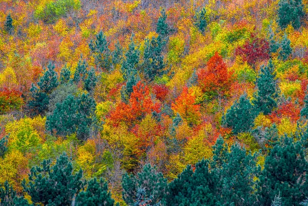 Paisaje Montaña Otoñal Árboles Otoñales Amarillentos Enrojecidos Colores Del Bosque — Foto de Stock