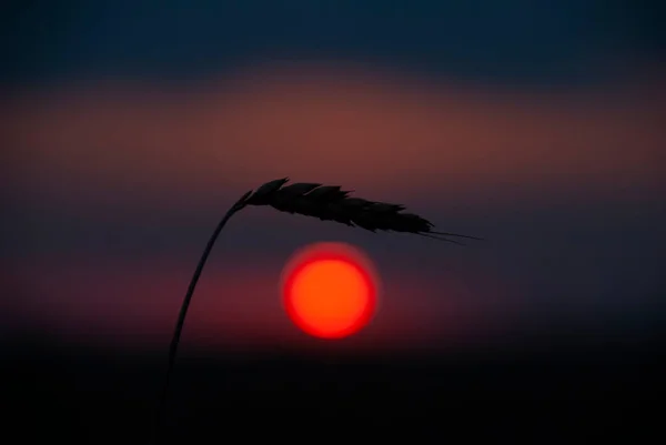 Pszenica Wschodzie Słońca Armenia — Zdjęcie stockowe
