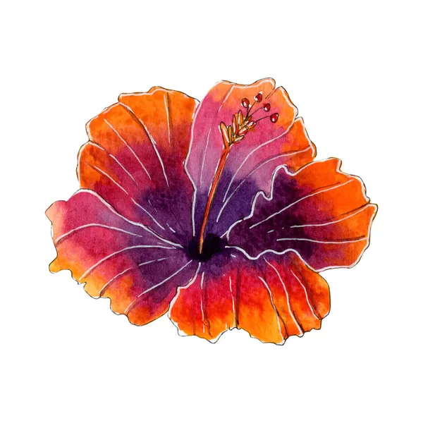 Flor de hibisco pintada à mão aquarela. Imagem De Stock