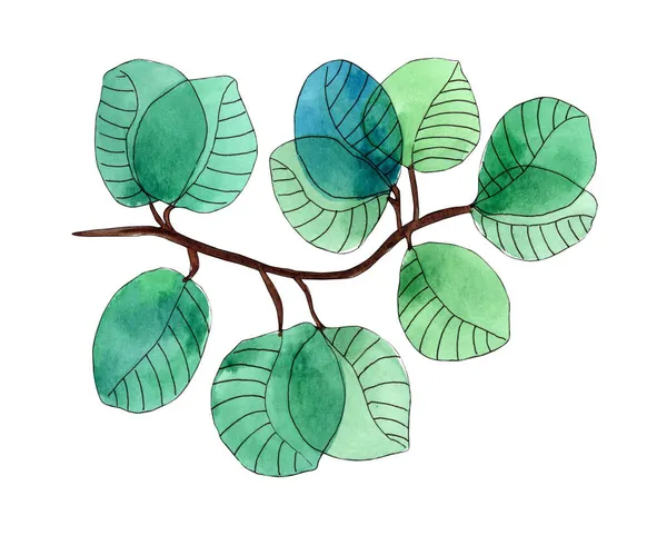 Акварельне зелене листя, ручна розфарбована зелень ілюстрація . — стокове фото