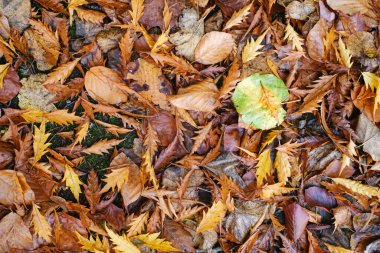 Kırmızı ve turuncu sonbahar yaprakları arka planda. Açık havada. Düşen sonbahar yapraklarının renkli arkaplan resmi mevsimsel kullanım için mükemmel. Metin için boşluk.