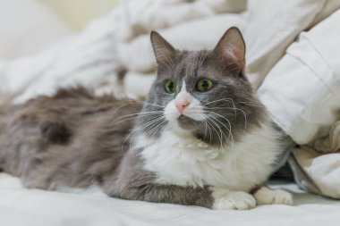 Yumuşak kedi kanepede yatar