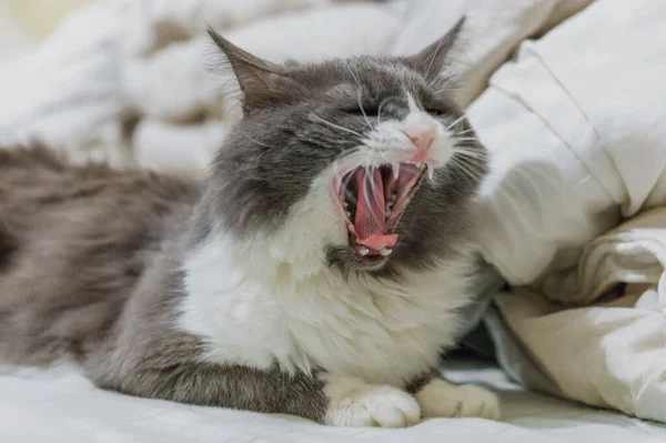 stock image Fluffy cat lying on blanket on sofa