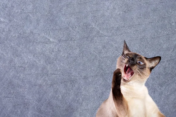 The Siamese cat meows loudly and opens its mouth wide and raises its front paw. The cat is in the lower right corner, there is a lot of free space for your text. Blue textured background