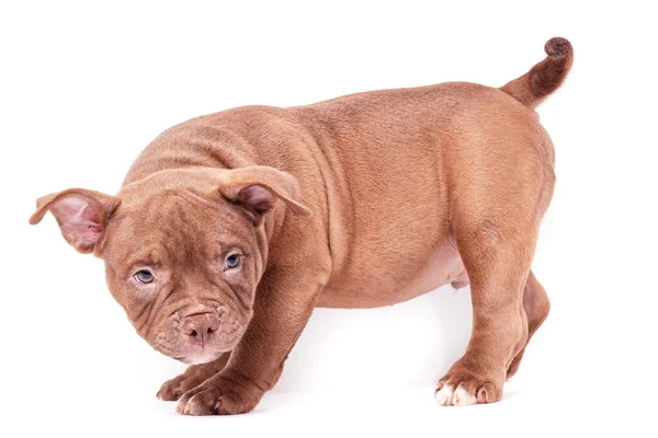 Cachorrinho Valentão Americano Marrom Fica Calmamente Lado Para Câmera Isolado — Fotografia de Stock