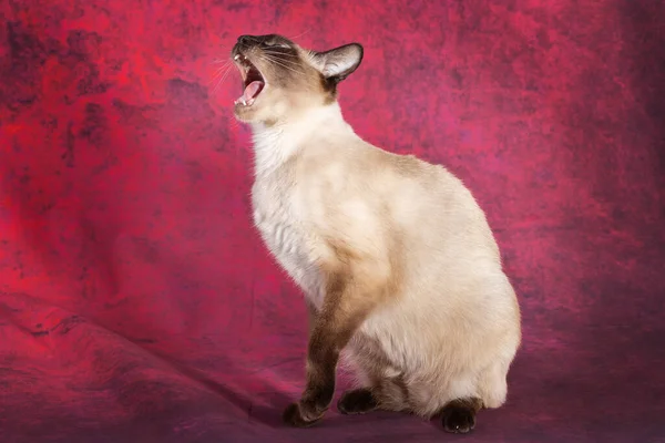 Thai Siamese Cat Sits Meows Loudly Opens Its Mouth Wide Royalty Free Stock Photos