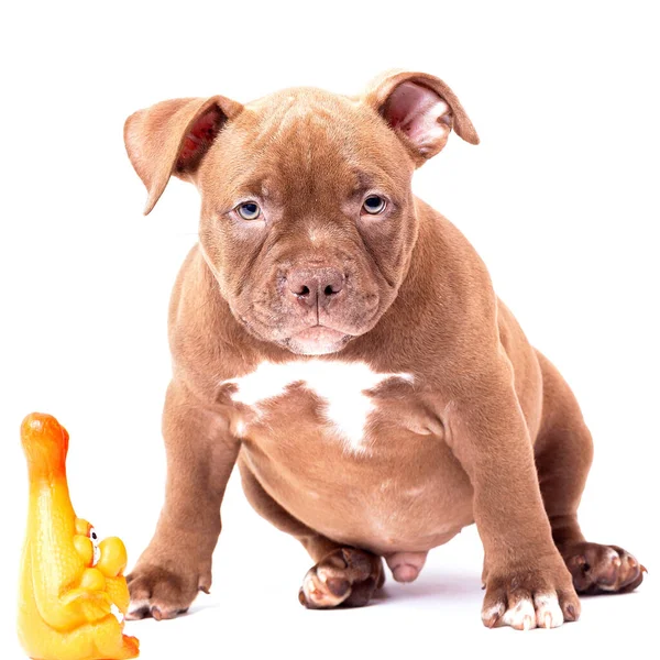 Um cachorro Bully americano de cor marrom brinca com um brinquedo de plástico — Fotografia de Stock