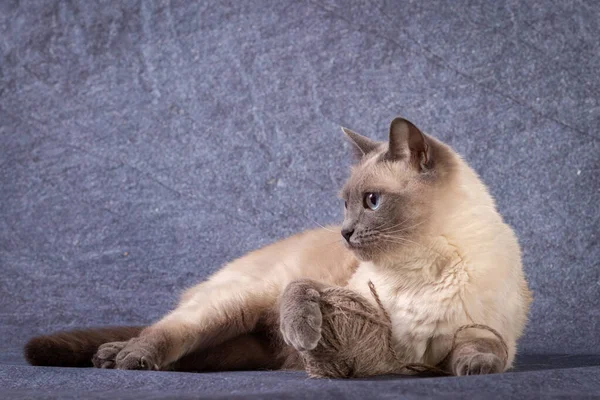 Tajski syjamski kot kłamie i bawi się z kulą nici. — Zdjęcie stockowe