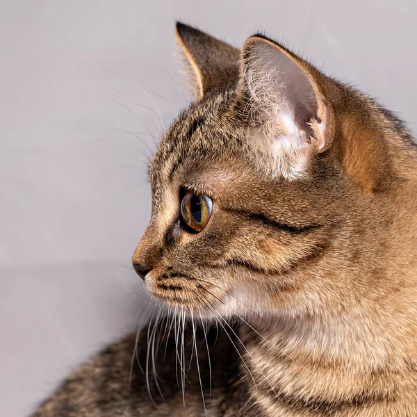 Retrato de um gato listrado rafeiro com olhos amarelos em um fundo cinza. — Fotografia de Stock