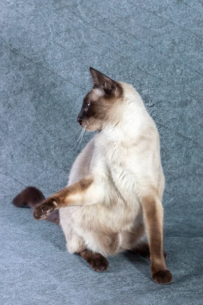 Thailändische Katze sitzt lustig auf Hinterbeinen. — Stockfoto
