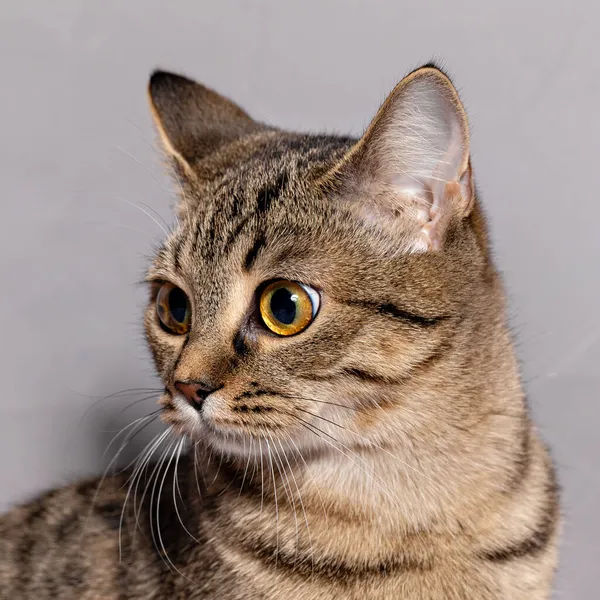Πορτρέτο ενός μπάσταρδου ριγέ γάτα με κίτρινα μάτια σε γκρι φόντο. — Φωτογραφία Αρχείου