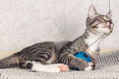 Çizgili bir köpek yavrusu mavi küçük bir topla oynuyor..