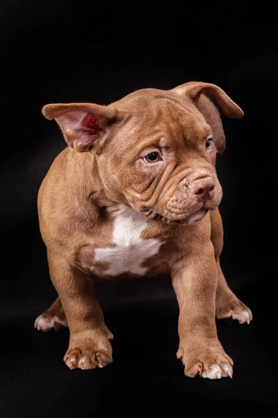 Um cachorro valentão americano marrom com orelhas não cortadas. — Fotografia de Stock