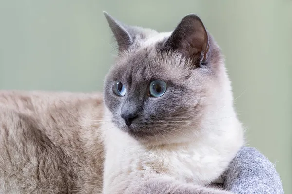 Retrato de un gato tailandés con ojos azules y ojos expresivos. — Foto de Stock