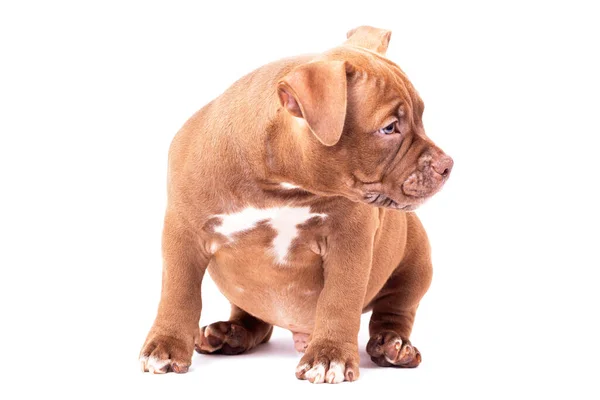 A brown American bully puppy sits quietly and looks away. — Stock Photo, Image