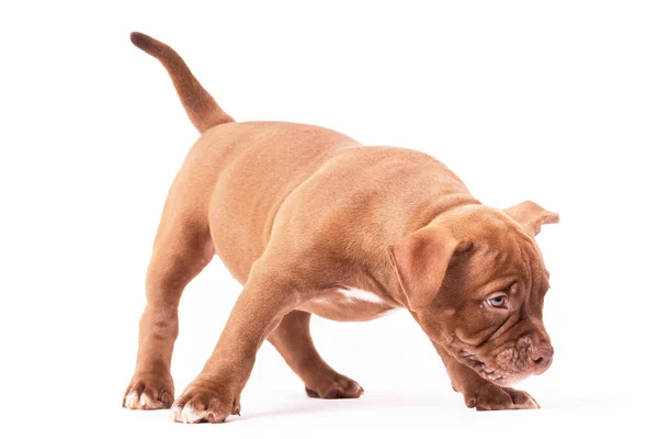 Un cachorro bravucón americano marrón se para y huele. —  Fotos de Stock