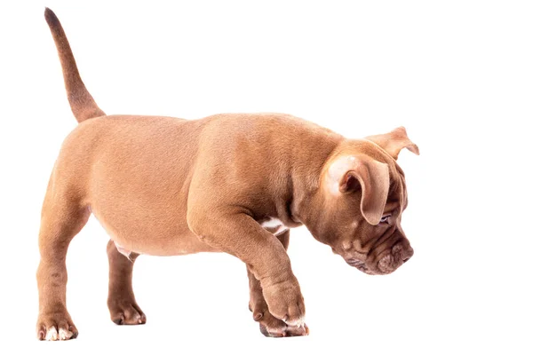 Cachorro Bravucón Americano Marrón Para Huele Primer Plano Aislado Sobre — Foto de Stock