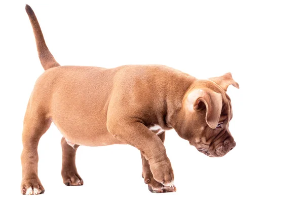Brown American Bully Puppy Stands Sniffs Close Isolated White Background Stock Image