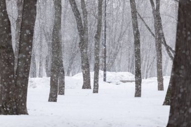 Şiddetli kar yağışında parkta ağaçlar. Kalın uzun şortlar sırayla yerleştirilir ve mesafeye gider. Şiddetli kar yağıyor.