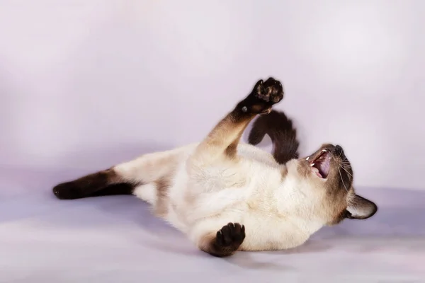 Siamská Kočka Leží Pastelovém Šeříkovém Pozadí Otevřela Tlamu Fotografie Zachycuje — Stock fotografie