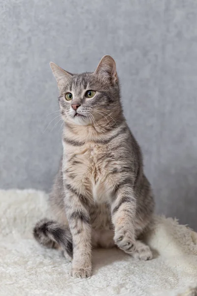A mongrel striped cat is sitting on a couch and has raised its front paw. — Stock Photo, Image