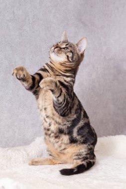 Kürkünde siyah çizgiler olan bir kedi yavrusu komik bir şekilde oturur ve oyuncağı gözleriyle takip eder.