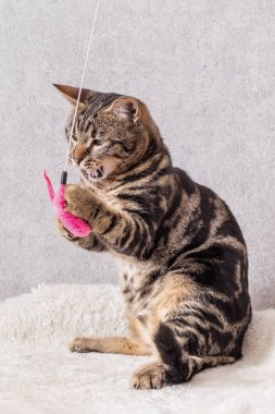 Kürkünde siyah çizgiler olan bir kedi yavrusu arka ayaklarının üzerinde oturur ve ön pençeleriyle bir oyuncak yakalar.