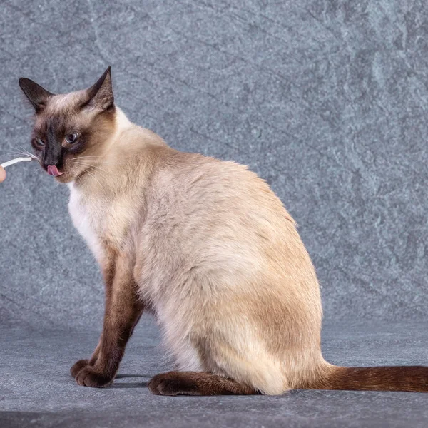 Die helle Katze der thailändischen Rasse spielt mit einem Papierstock. — Stockfoto