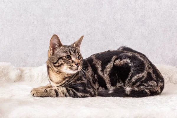 Kürkünde siyah çizgiler olan bir kedi yavrusu kanepesinde uzanır ve oyuncağı gözleriyle çerçeveden dışarı doğru takip eder. Stok Fotoğraf