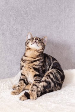 Kürkünde siyah çizgiler olan bir kedi yavrusu komik bir şekilde oturur ve oyuncağı gözleriyle takip eder.