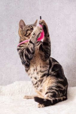 Kürkünde siyah çizgiler olan bir kedi yavrusu arka ayaklarının üzerinde oturur ve ön pençeleriyle bir oyuncak yakalar.