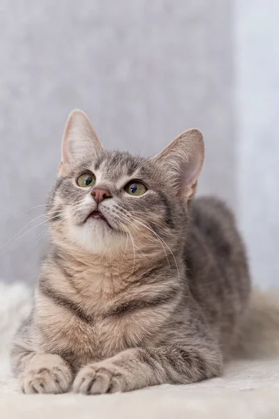 Un gato de rayas mestizas yace en un colchón hecho de piel artificial y mira hacia arriba —  Fotos de Stock