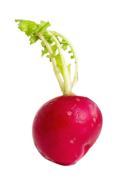 Red radish of irregular shape with young green shoots.