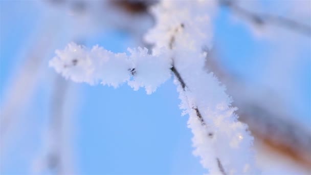 Báječný Wintersův příběh. Krásný strom ve sněhu. Birch in frost. — Stock video
