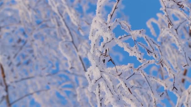 Wspaniała opowieść o Winters. Piękne drzewo w śniegu. Brzoza w mrozie. — Wideo stockowe