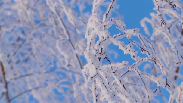 Un maravilloso cuento de inviernos. Un hermoso árbol en la nieve. Abedul en las heladas. — Vídeo de stock