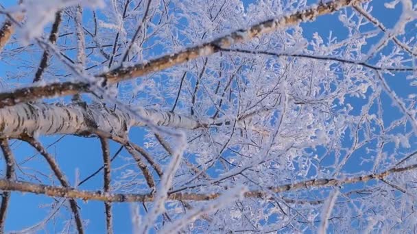 Un maravilloso cuento de inviernos. Un hermoso árbol en la nieve. Abedul en las heladas. — Vídeo de stock