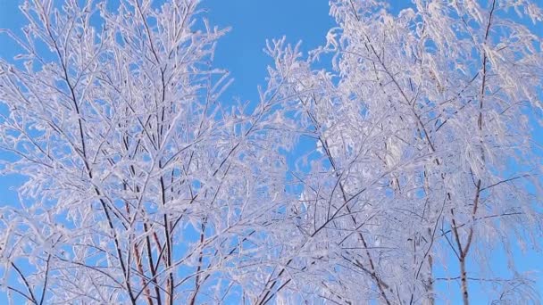 一个精彩的冬季故事。雪地里的一棵美丽的树。霜冻中的桦树. 免版税图库视频片段