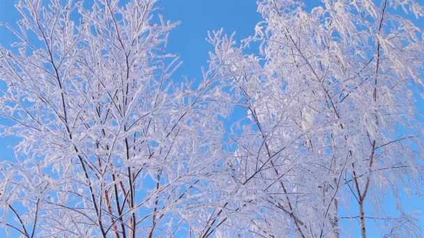 Een wonderbaarlijk Winters verhaal. Een prachtige boom in de sneeuw. Berk in de vorst. — Stockvideo