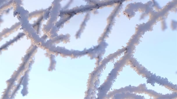 Un meraviglioso racconto invernale. Un bellissimo albero nella neve. Betulla in gelo. — Video Stock