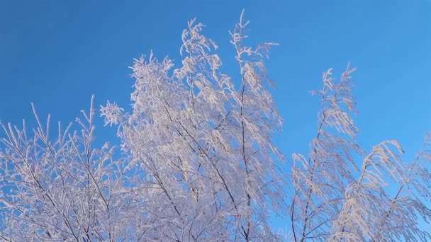 Wspaniała opowieść o Winters. Piękne drzewo w śniegu. Brzoza w mrozie. — Wideo stockowe