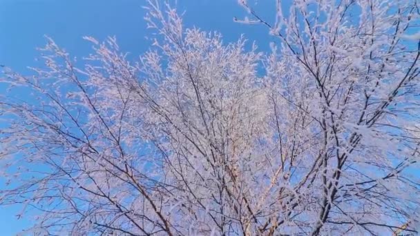 Um Conto de Invernos Maravilhoso. Uma bela árvore na neve. Vidoeiro na geada. — Vídeo de Stock