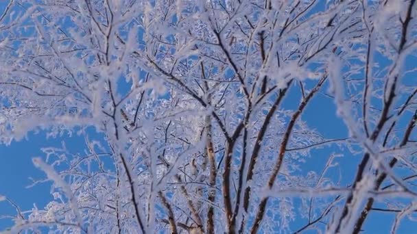 Un maravilloso cuento de inviernos. Un hermoso árbol en la nieve. Abedul en las heladas. — Vídeos de Stock