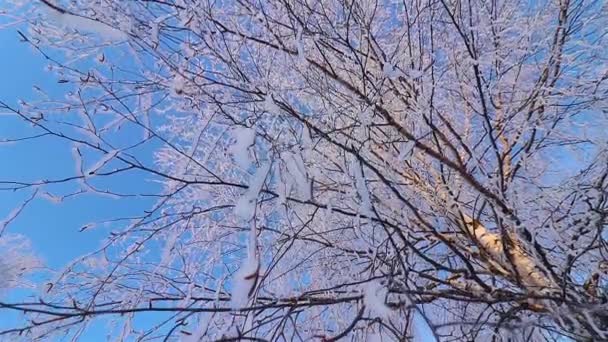 Een wonderbaarlijk Winters verhaal. Een prachtige boom in de sneeuw. Berk in de vorst. — Stockvideo